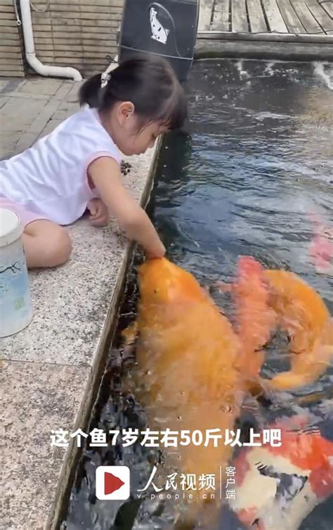 5岁的广东女孩在池边喂50斤胖锦鲤