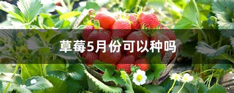 5月份可以种草莓吗