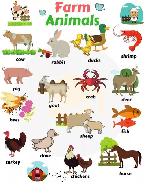 50个动物英语单词