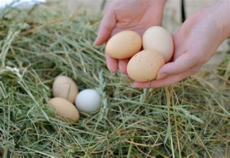 50多岁女人梦见捡鸡蛋啥预兆
