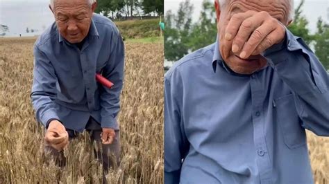 79岁老农手捧发芽小麦流泪