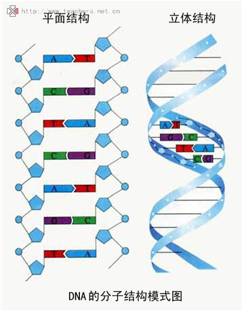 DNA分子结构图