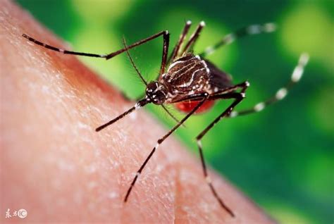 b型血是不是特别容易惹蚊子