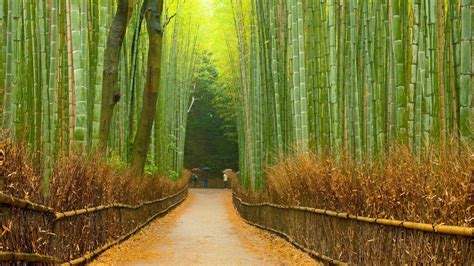 bamboo scenes