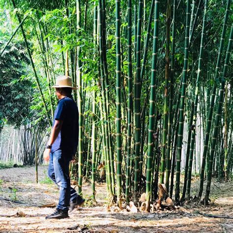 bamboo2018