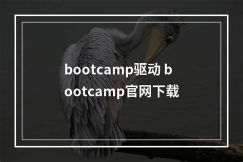 bootcamp官网