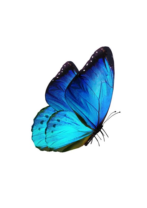 butterfly图片模板