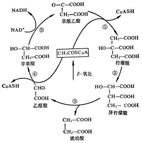 c2h6o2与乙酸反应