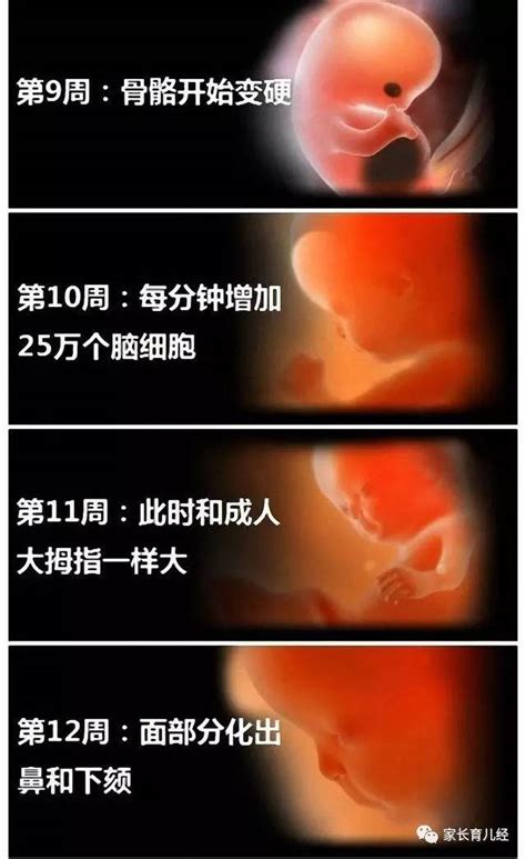 crl 59mm的胎儿有多长