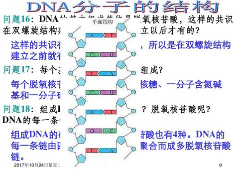 dna分子的结构教案