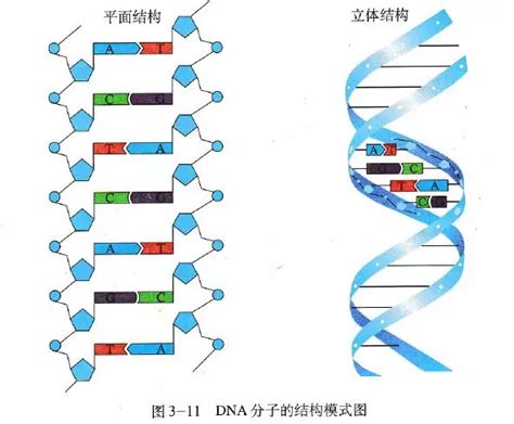 dna的分子组成和结构