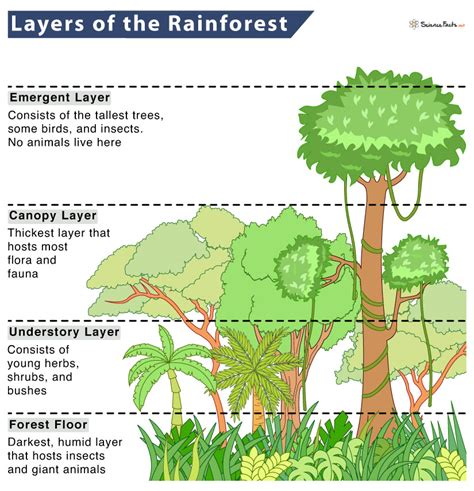 functions of tropical forests