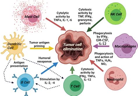 immune cell therapy