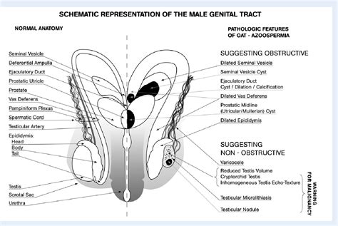 pictures of male genitals