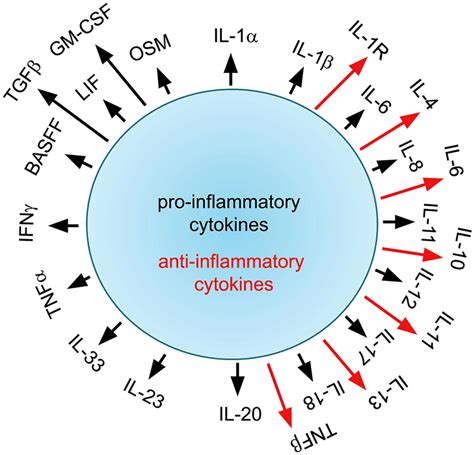 proinflammatory cytokines