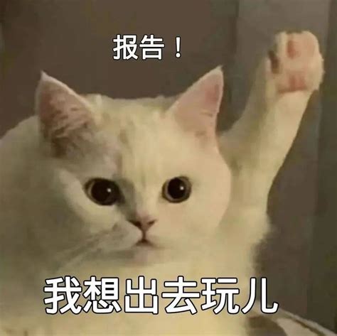 qq表情 猫举手