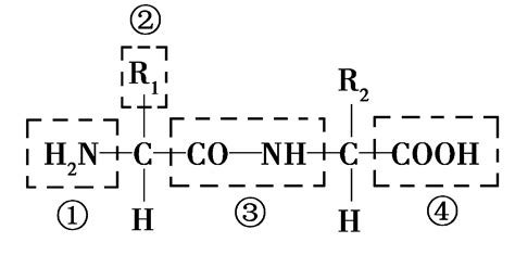 seo3结构简式