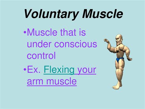 voluntary muscle movement