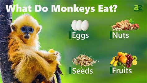 what food do monkeys eat