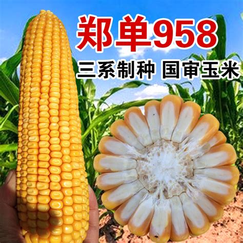 wl919玉米种子
